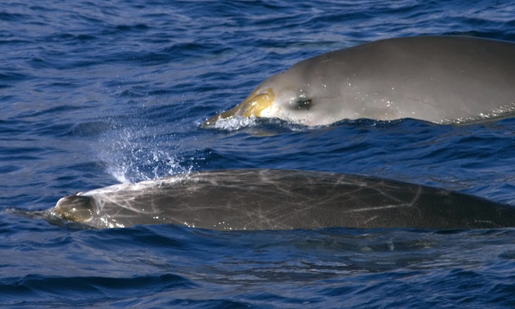 Blainville-Schnabelwal (Mesoplodon densirostris) - Walbeobachtung (Whalewatching) vor La Gomera