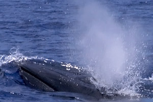 Brydewal  (Balaenoptera edeni / Balaenoptera brydei)) - Walbeobachtung (Whalewatching) vor La Gomera
