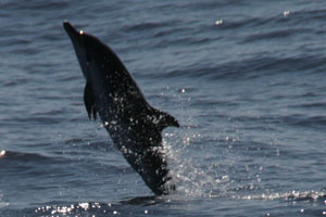 Streifendelfin, Blauweißer Delfin  (Stenella coeruleoalba)