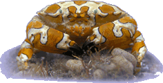 Harlekinkrabbe (Platypodiella picta)