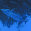 Bonito, gestreifter Thunfisch  (Katsuwonus pelamis)