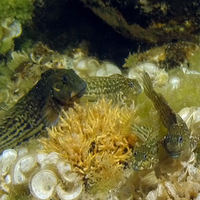 Schleimfisch, Blennie (Parablennius parvicormis)