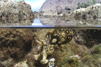 Geringelte Seehase (Aplysia dactylomela) im Tidal Rockpool