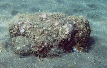 Gemeine Krake, Gewöhnlicher Oktopus (Octopus vulgaris)