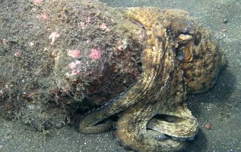 Gemeine Krake, Gewöhnlicher Oktopus (Octopus vulgaris)