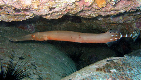 Trompetenfisch (Aulostomus strigosus)