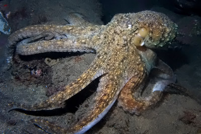Gemeine Krake, gewöhnlicher Oktopus (Octopus vulgaris)