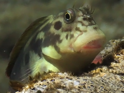 Rotlippen-Schleimfisch, Blennie (Ophioblennius atlanticus atlanticus)