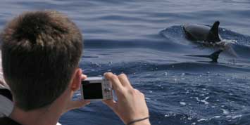 Gast fotografiert atlantischen Fleckendelfin (Stenella frontalis)